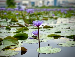 Purple Water lily