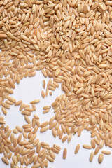 peeled barley on white background