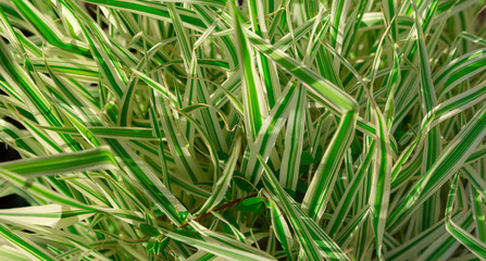 Fototapeta na wymiar green and white grass in the sun