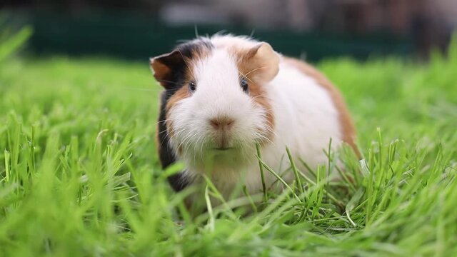 Funny guinea pig eating grass in the garden outdoors