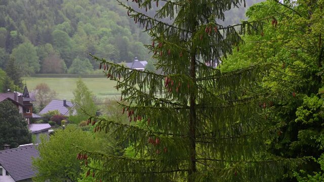 View of the rain in nature. Focus on droplets falling on the spruce tree. Gloomy and rainy day in mountains. Small village in the valley. Shallow depth of field, static shot, real time