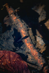 Kaulquappe im Wasser