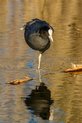 Coot bird stands on one leg in the water and balances