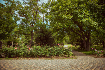 Obraz premium Roses bush on garden landscape