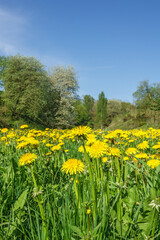 Dandelions flower at a meadow in spring