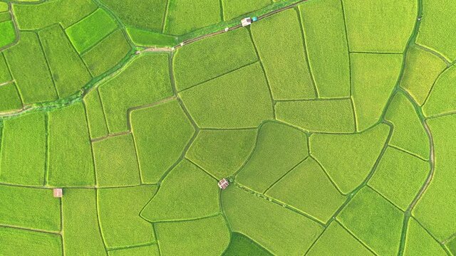 Aerial view of agriculture in paddy rice fields for cultivatio, agricultural land with green in countryside, Agriculture concept growing rice plants in nan province, Thailand. Nature Aerial footage 