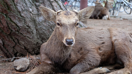 Closeup of a brown deer facing the camera, sitting on the ground, at the park in Nara Prefecture, Japan.