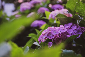 Fototapeta na wymiar 夕暮れ時の紫陽花