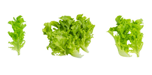 Lettuce green isolated on white background