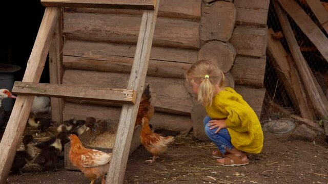 Cute little girl is amused by the tiny ducklings walking on the farm backyard