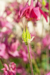 grasshopper on a flower