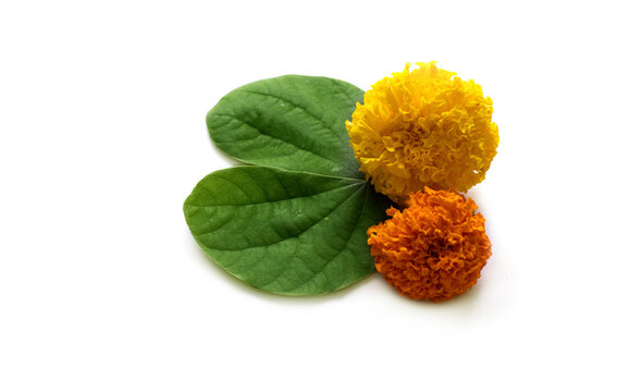 Indian Festival Dussehra, showing golden leaf (Piliostigma racemosum) and marigold flowers on white background