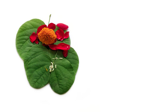 apta leaf Indian Festival Greeting Card - Happy Dussehra on white background. Greeting card