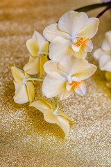 A branch of yellow orchids on a shiny gold background.
