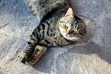 Tomcat lying on the terrace looking questioningly into the camera