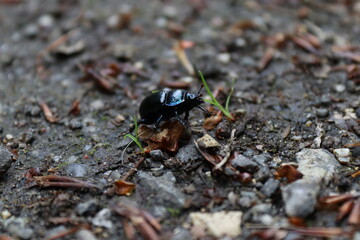 Beetle