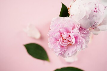 Fototapeta na wymiar Beautiful pink peony flower background with copy space, selective focus