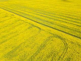 Drone view of a beautiful flowering rapeseed field on a sunny spring day. Quadrotor filming.