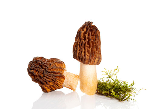 Verpa bohemica, known as early morel or the wrinkled thimble-cap.