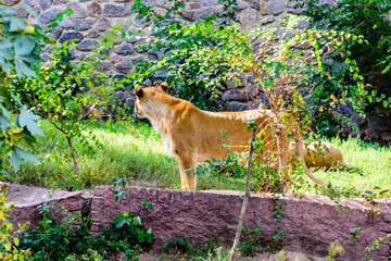 Two lionesses (Panthera leo) resting among the green vegetation