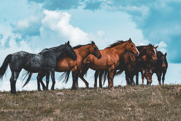 herd of horses on the meadow in Nebraska 