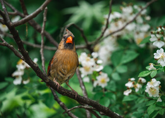 Female Cardinal on branch in Tennessee 