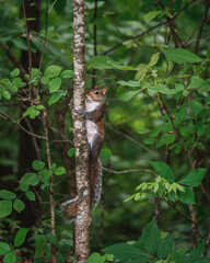 Chipmunk on branch in Tennessee 