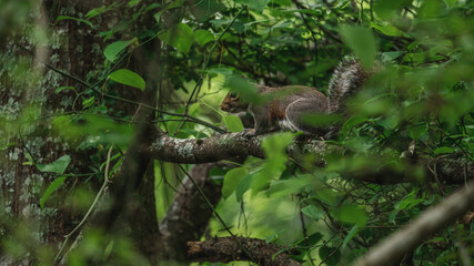 Squirrel in tree in Tennessee 