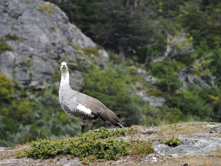 Beautiful Canquen bird Chloephaga Picta from Argentine and Chilean Patagonia