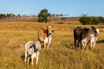 Nelore cattle herd in pasture