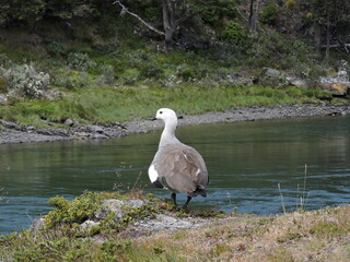 Beautiful Canquen bird Chloephaga Picta from Argentine and Chilean Patagonia