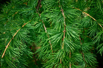 Needles and a flowering cone on a larch tree. Green background.
