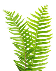 fresh fern leaves isolated on white background