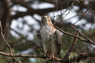 juvenile red-tailed hawk perched and sunbathing on a branch - buteo jamaicensis