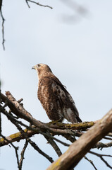 juvenile red-tailed hawk perched and sunbathing on a branch - buteo jamaicensis
