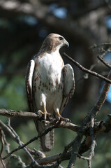juvenile red-tailed hawk perched and sunbathing on a branch - buteo jamaicensis