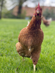 Brown chicken on lawn in countryside