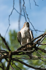 juvenile red-tailed hawk perched and sunbathing on a branch - buteo jamaicensis