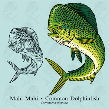 Common Dolphinfish, Mahi Mahi. Vector illustration with refined details and optimized stroke that allows the image to be used in small sizes.