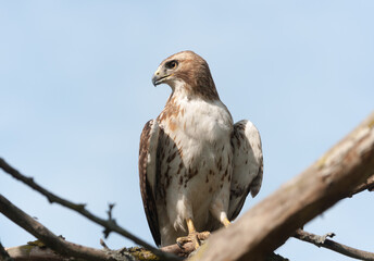 juvenile red-tailed hawk perched and sunbathing on a branch - buteo jamaicensis