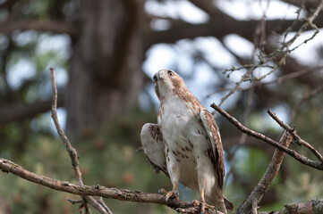 juvenile red-tailed hawk perched and sunbathing on a branch - buteo jamaicensis