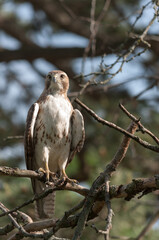 juvenile red-tailed hawk perched and sunbathing on a branch - buteo jamaicensis