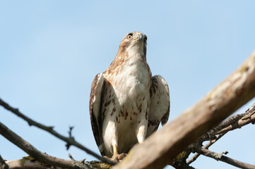 juvenile red-tailed hawk perched and sunbathing on a branch - buteo jamaicensis