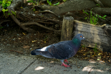 pigeon under the tree in Ueno park.