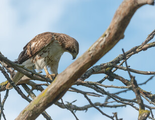 juvenile red-tailed hawk perched and sunbathing on a branch - buteo jamaicensis