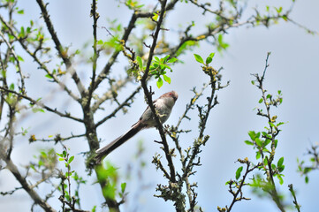 Mésange à longue queue / (EN)  Long-tailed Tit (juvenile)