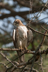 juvenile red-tailed hawk perched and sunbathing on a branch - buteo jamaicensis