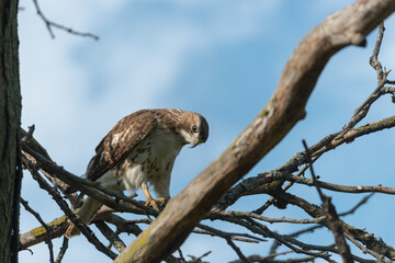 juvenile red-tailed hawk perched and sunbathing on a branch - buteo jamaicensis
