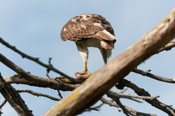 juvenile red-tailed hawk perched and sunbathing on a branch - buteo jamaicensis
