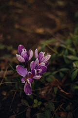 crocus flovers in the garden